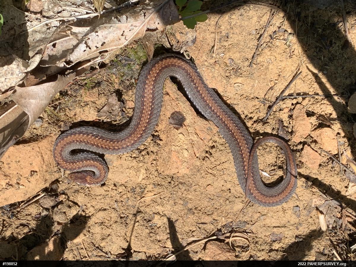 Red-bellied Snake