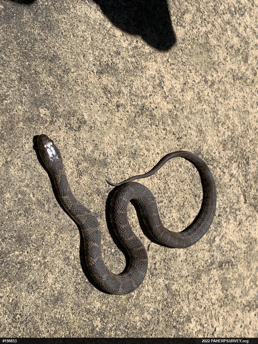 Northern Watersnake