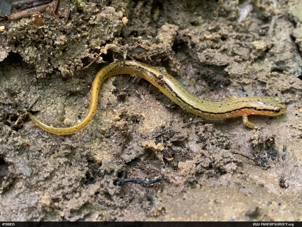 Northern Two-lined Salamander