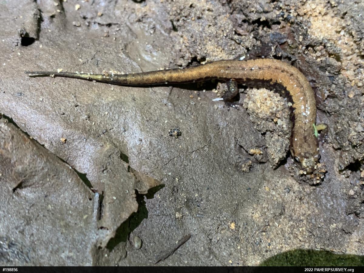Allegheny Mountain Dusky Salamander