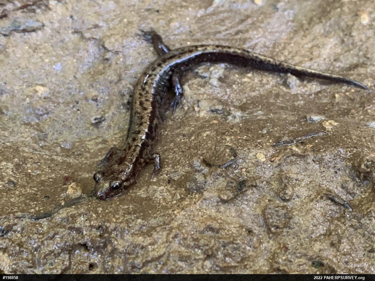 Allegheny Mountain Dusky Salamander