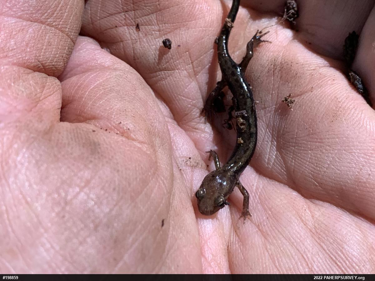 Allegheny Mountain Dusky Salamander