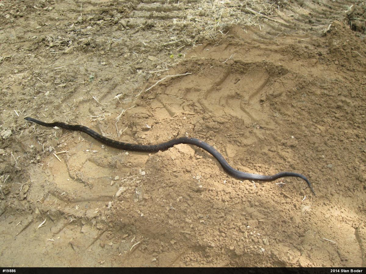 Eastern Ratsnake