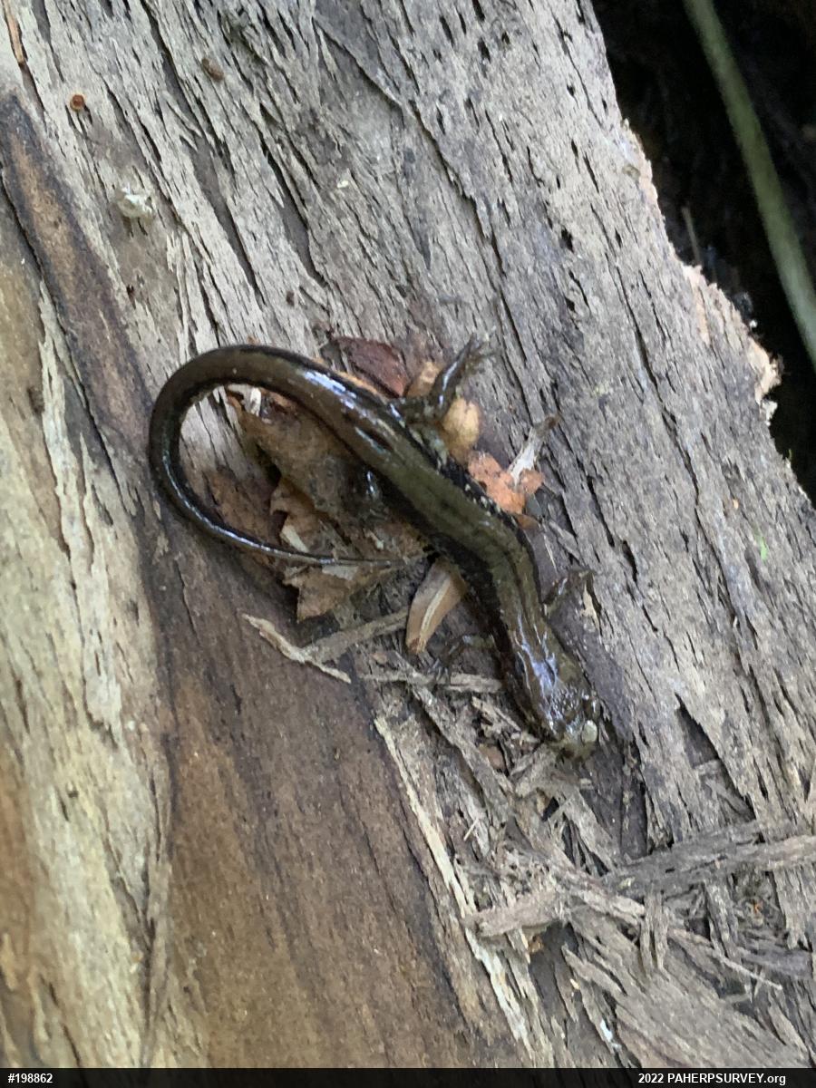 Allegheny Mountain Dusky Salamander