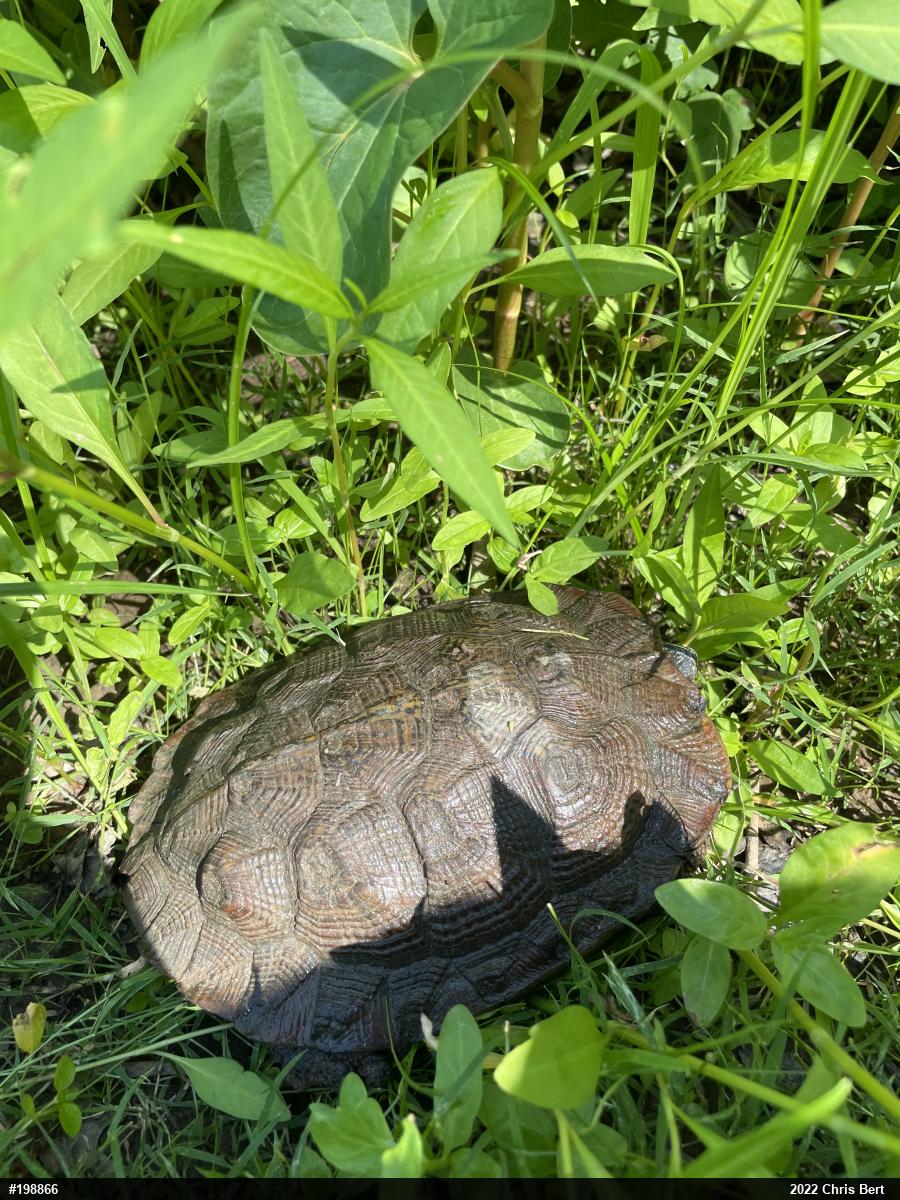 Wood Turtle