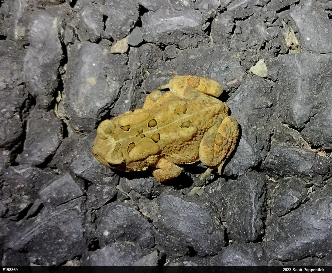 Eastern American Toad