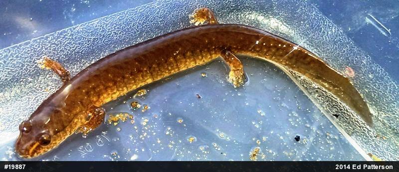 Northern Spring Salamander