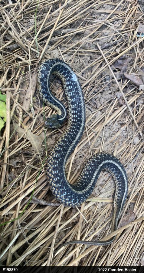 Eastern Gartersnake