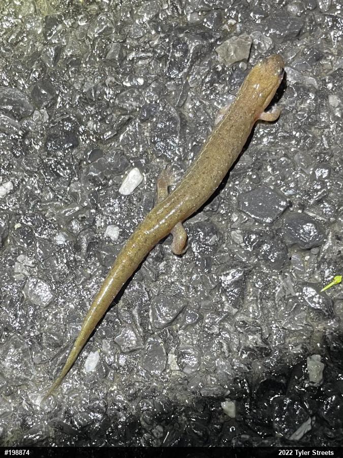 Northern Dusky Salamander