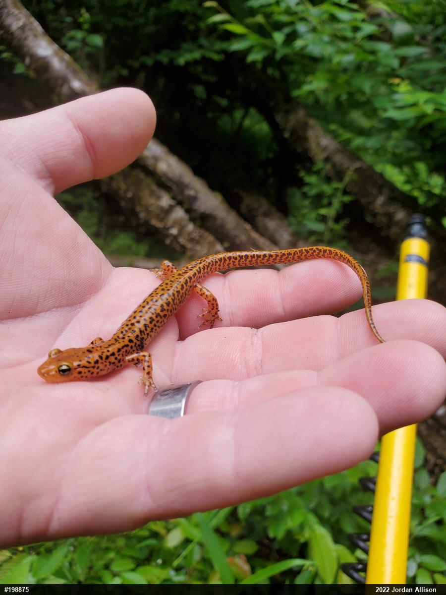 Eastern Long-tailed Salamander