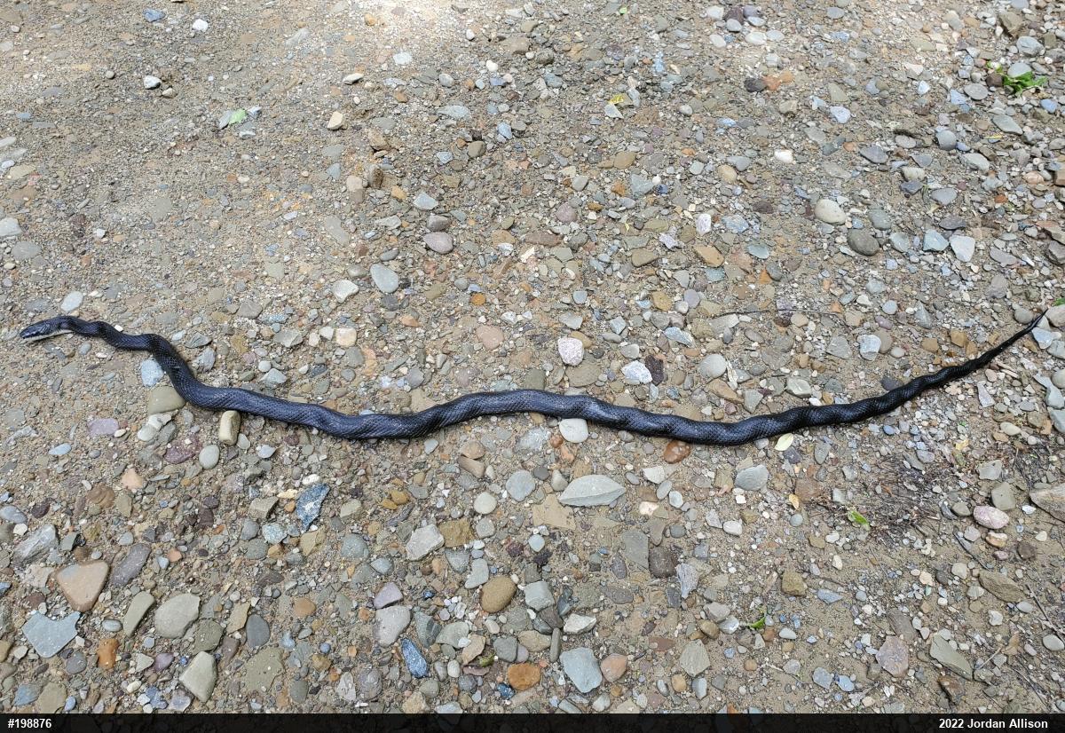 Eastern Ratsnake