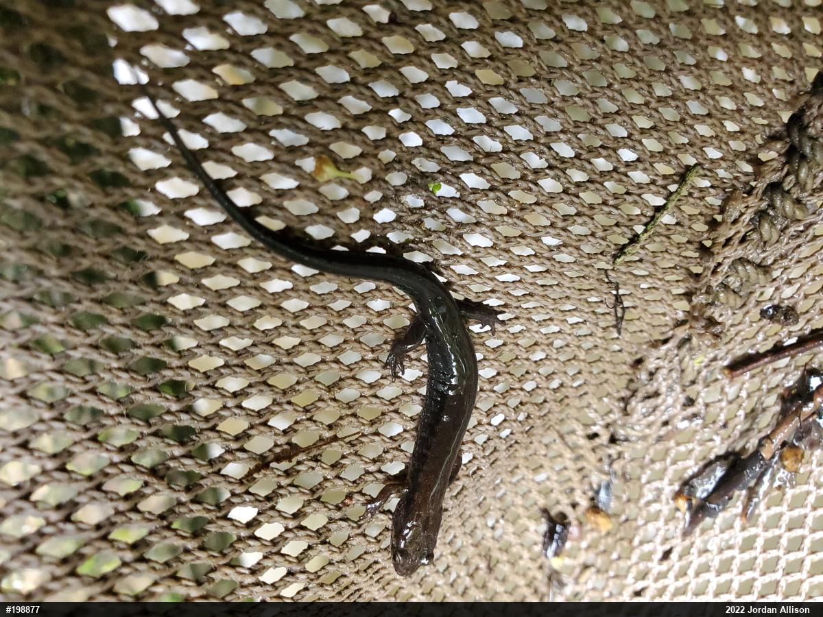 Allegheny Mountain Dusky Salamander