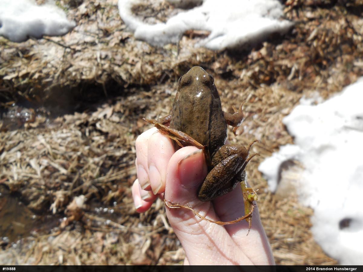 Green Frog