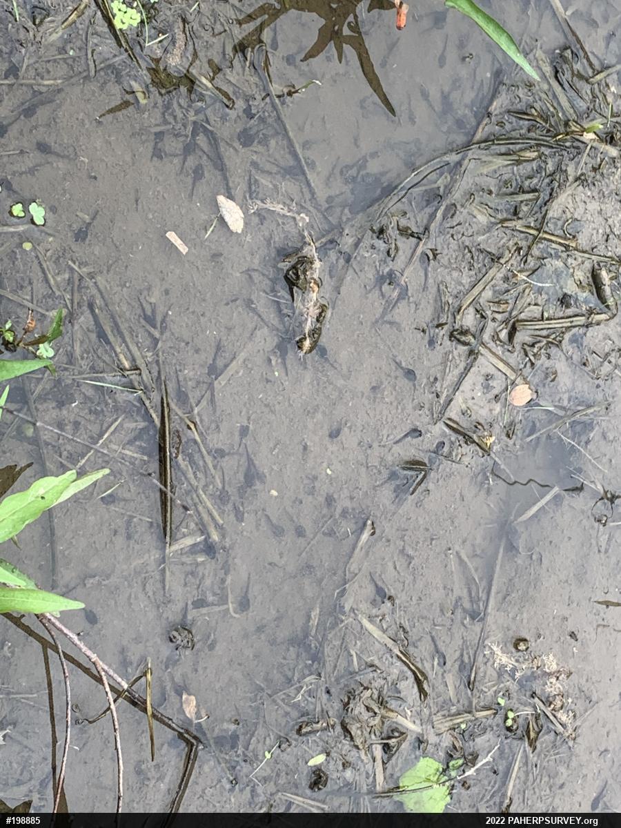 Eastern American Toad