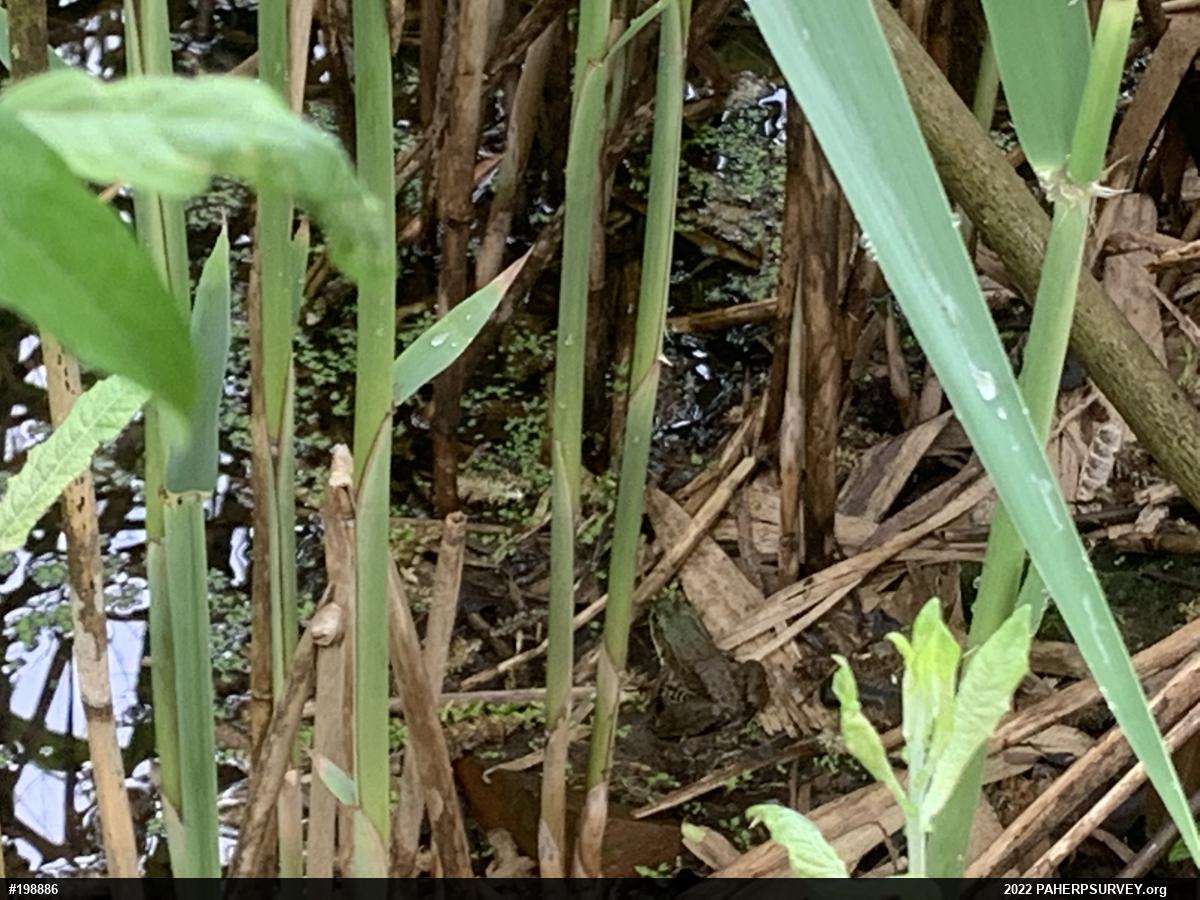 Green Frog