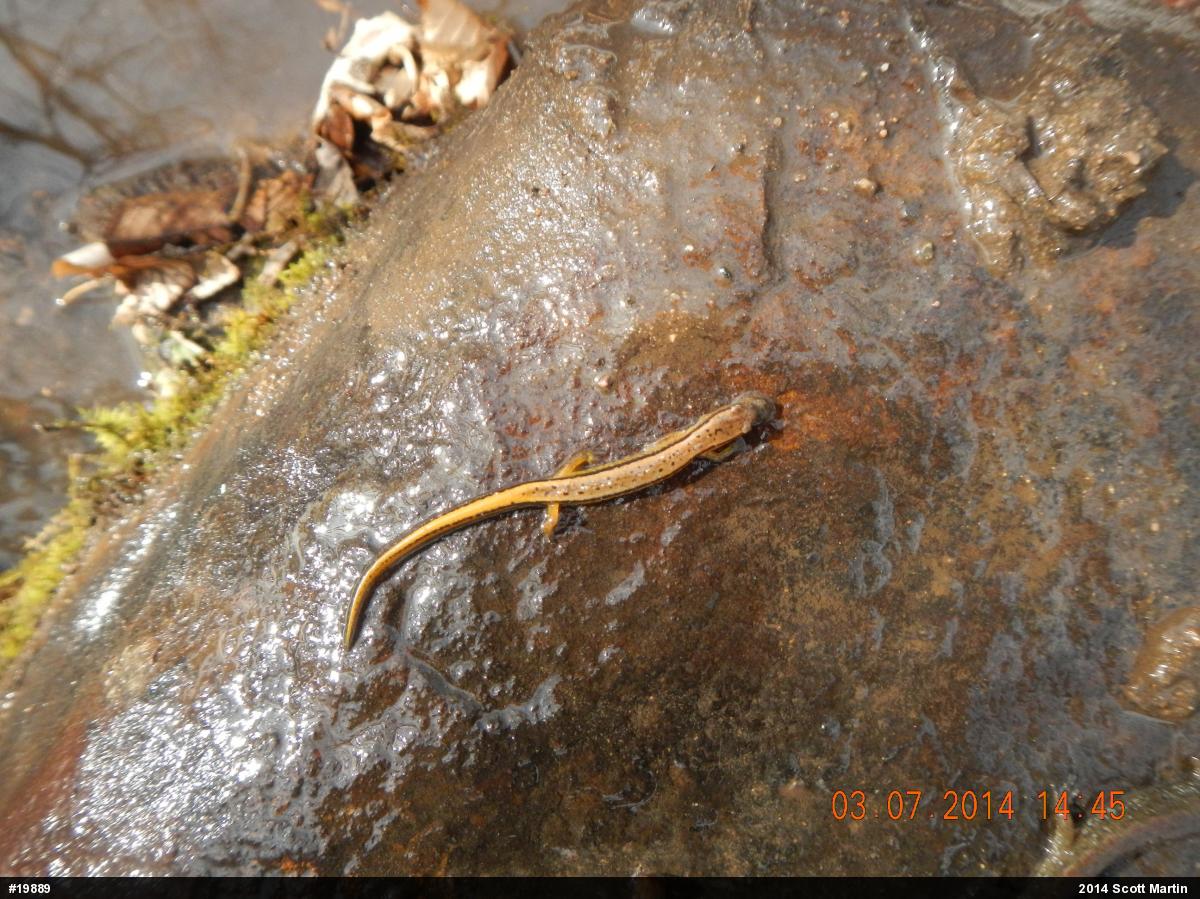 Northern Two-lined Salamander