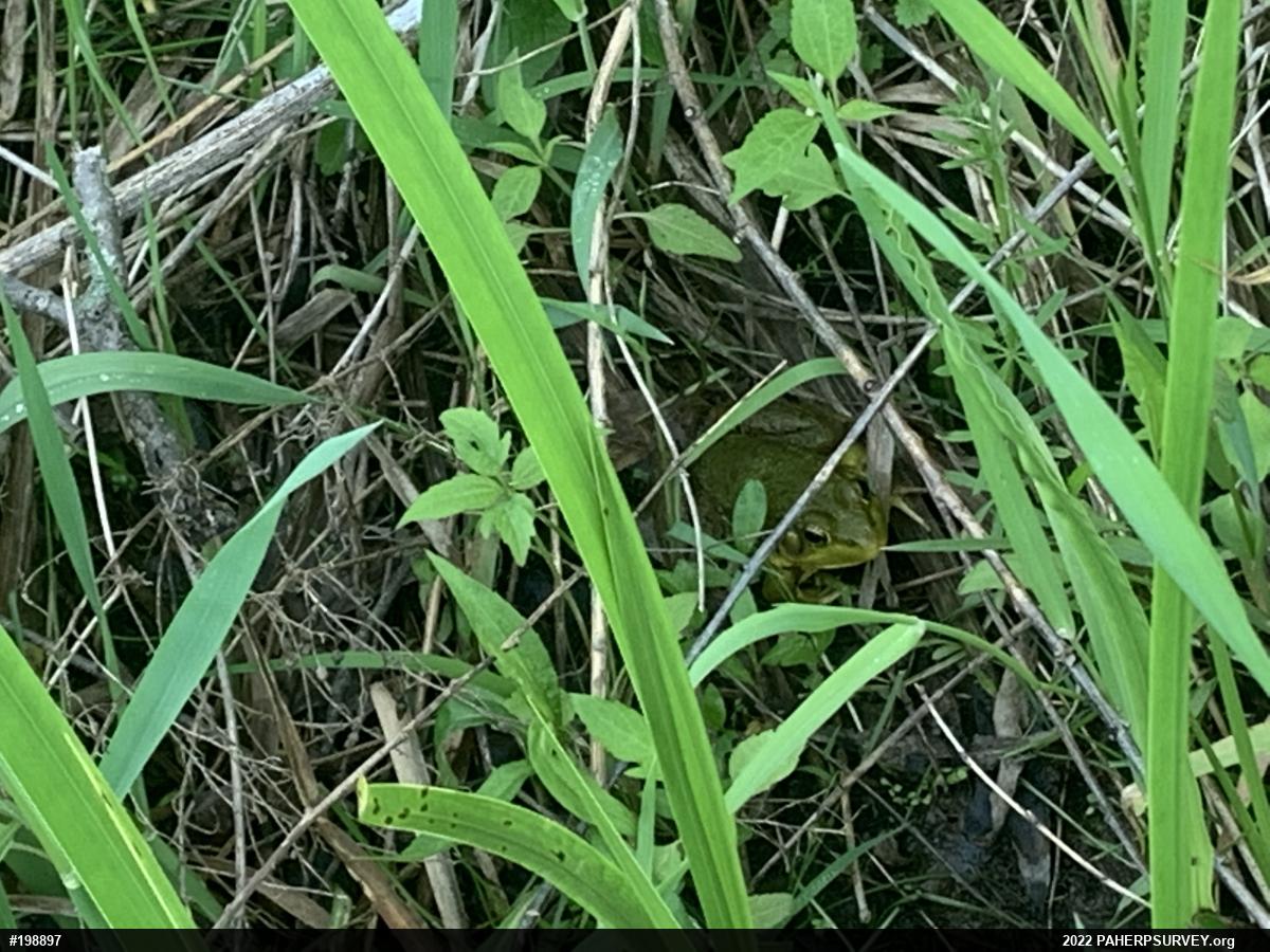 Green Frog