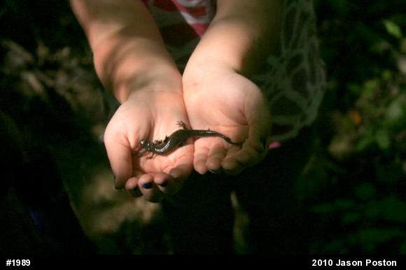 Northern Dusky Salamander