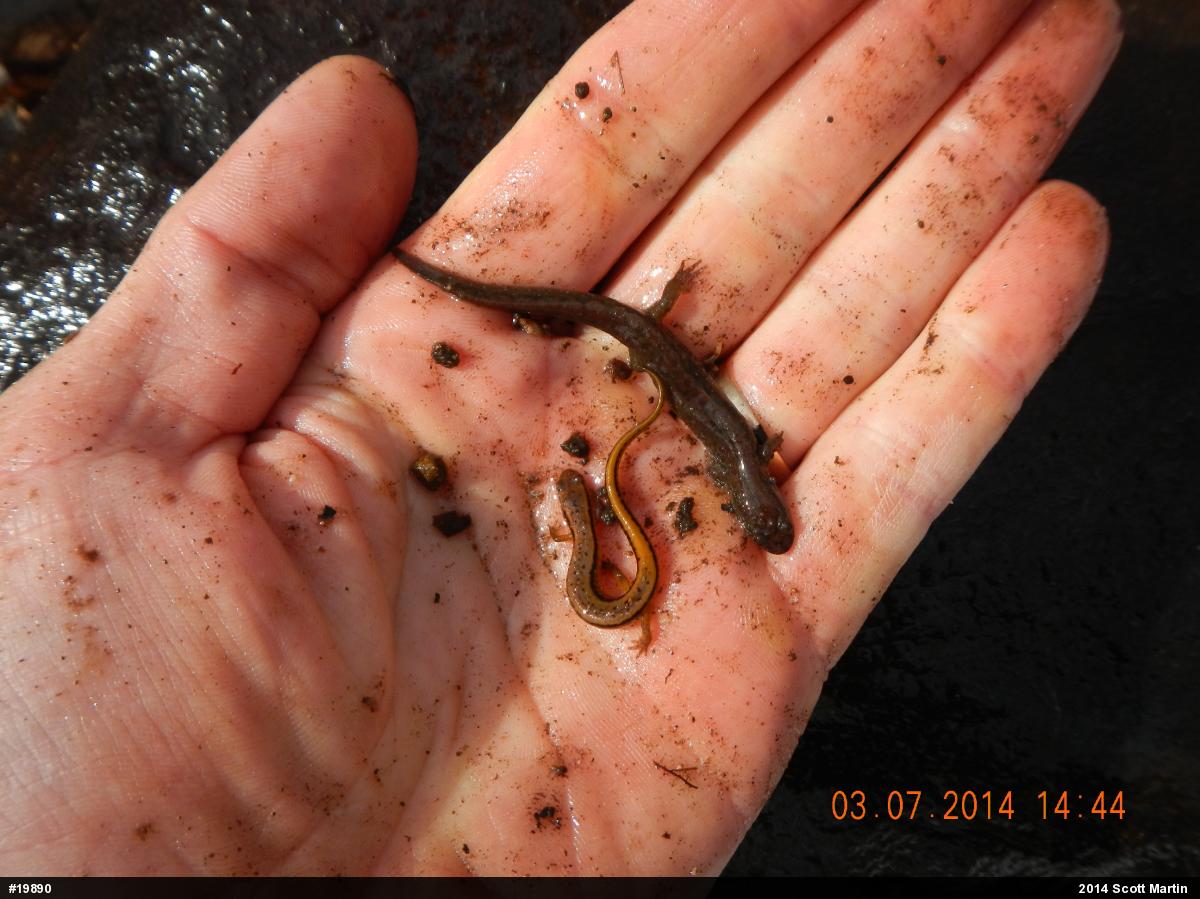 Northern Dusky Salamander
