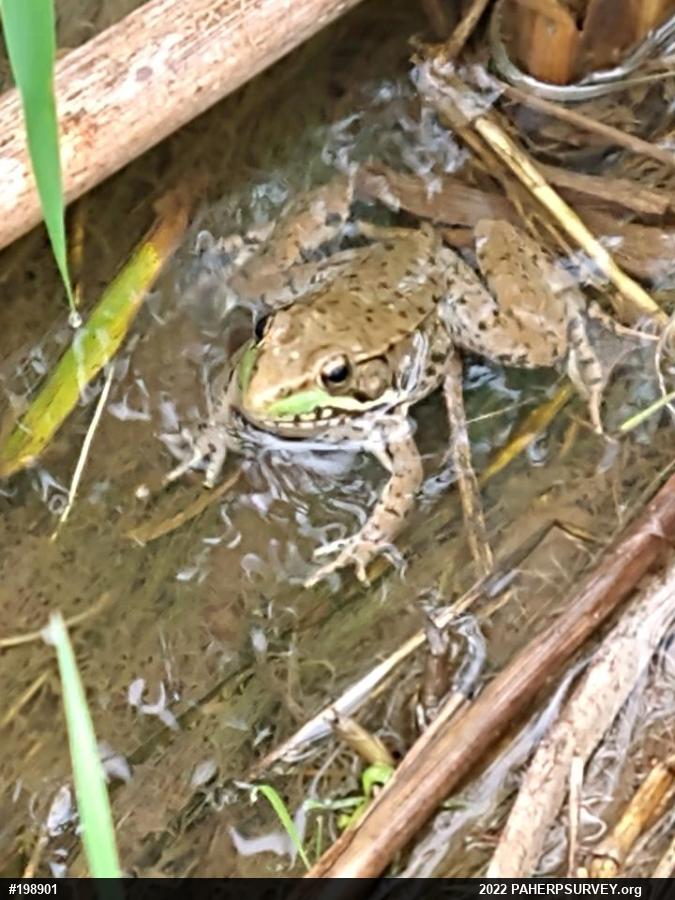 Green Frog