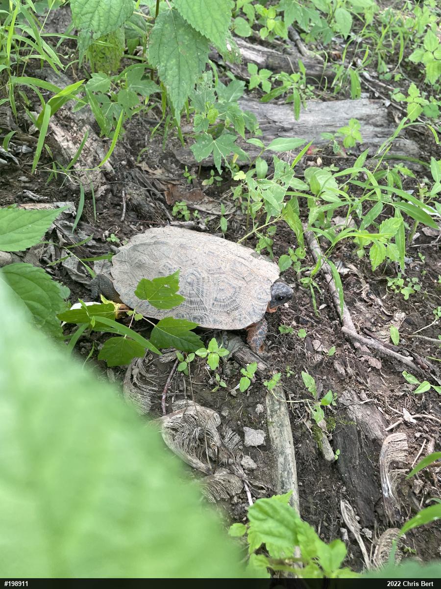 Wood Turtle
