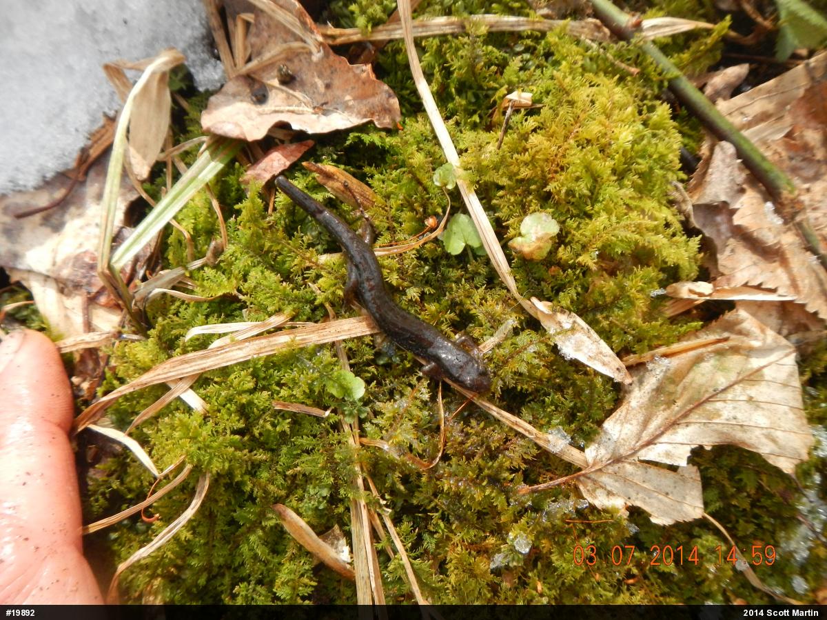 Northern Dusky Salamander