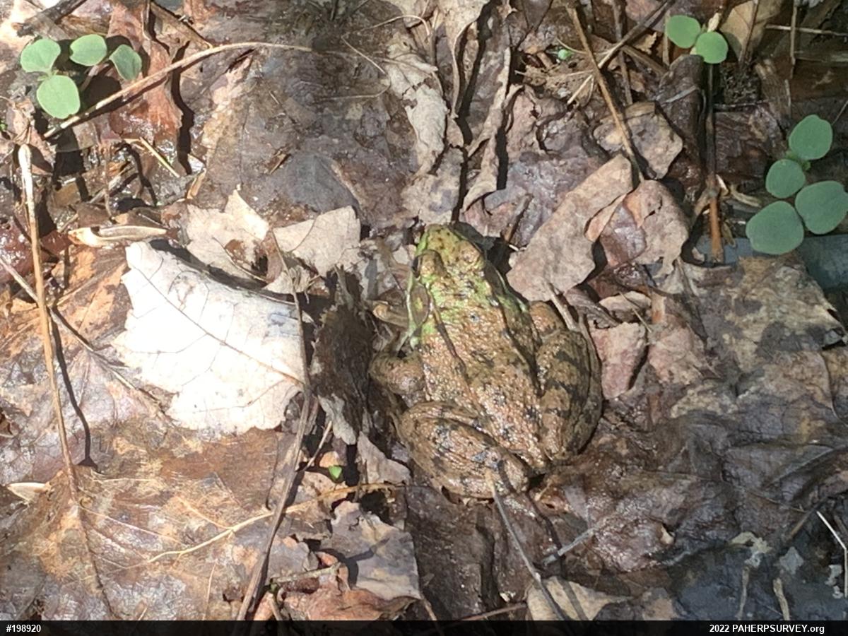 Green Frog