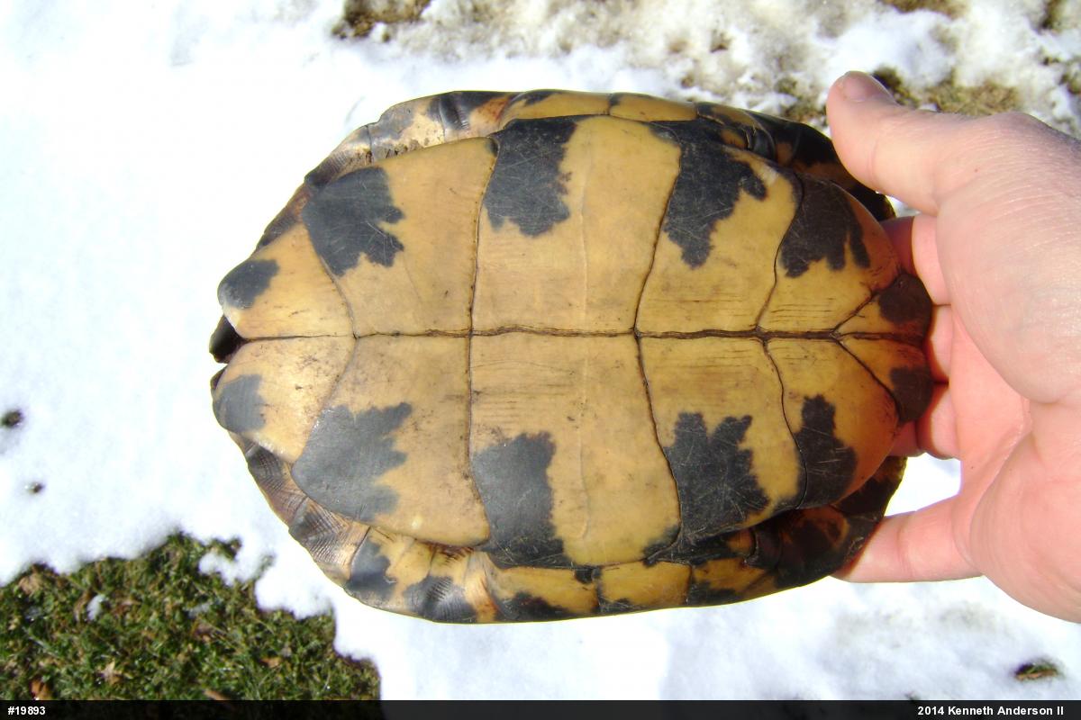 Wood Turtle