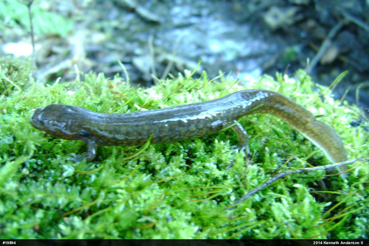 Northern Spring Salamander