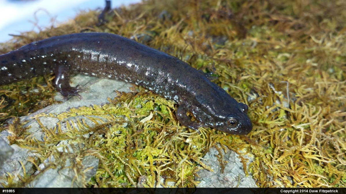 Northern Dusky Salamander