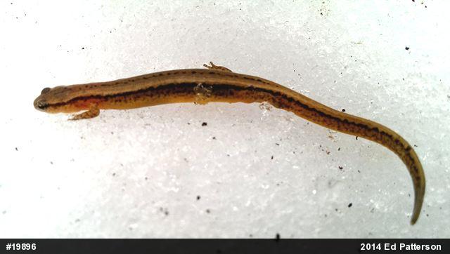 Northern Two-lined Salamander