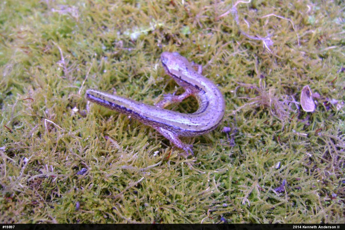 Northern Two-lined Salamander