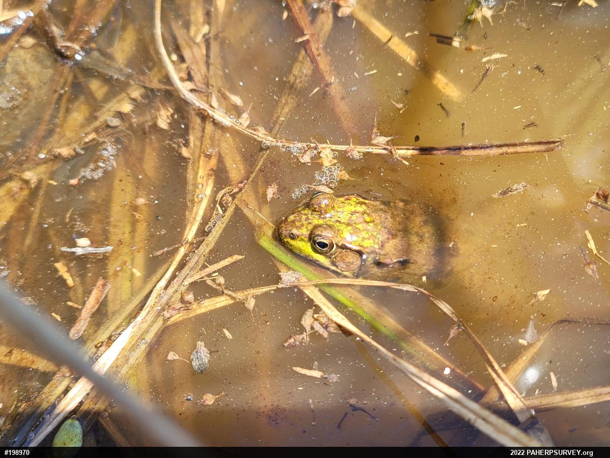 Green Frog