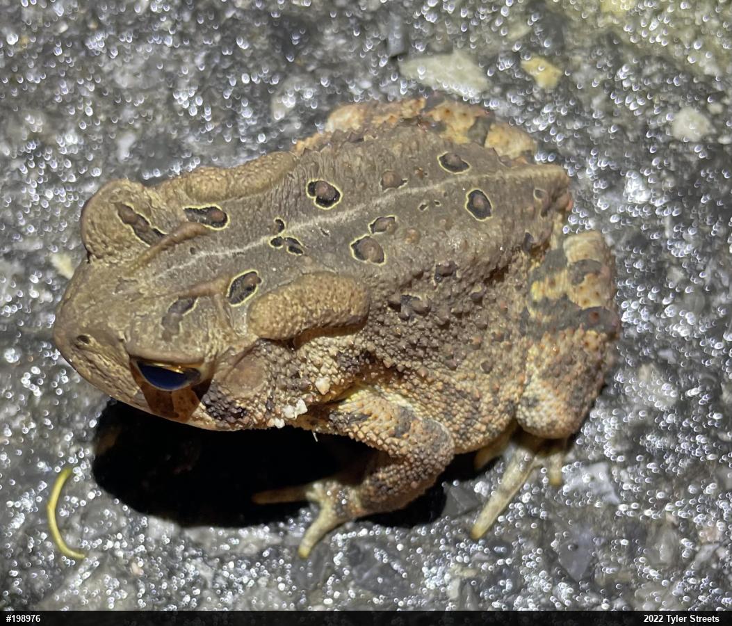 Eastern American Toad