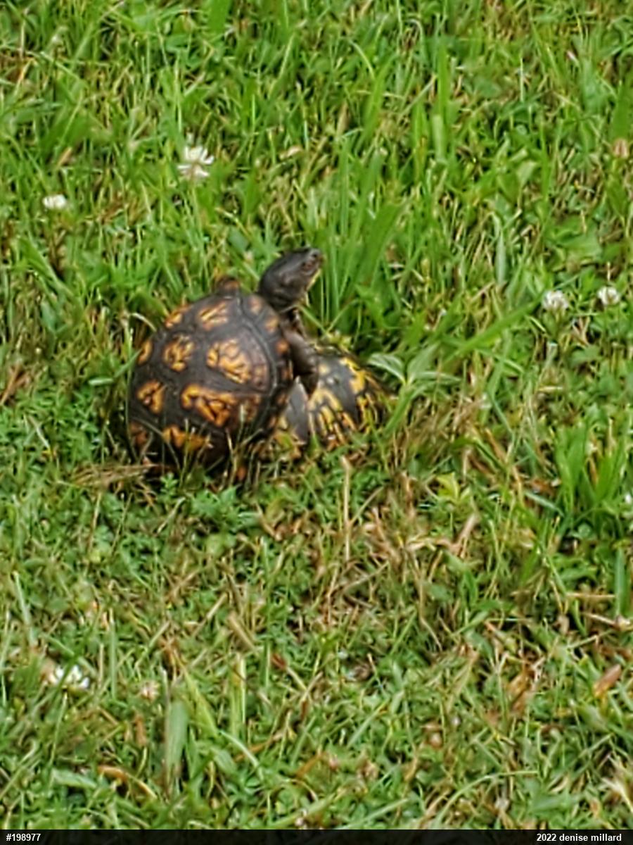 Eastern Box Turtle
