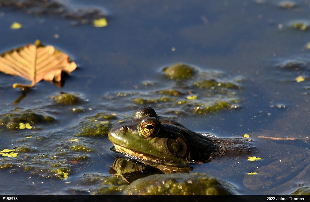 American Bullfrog