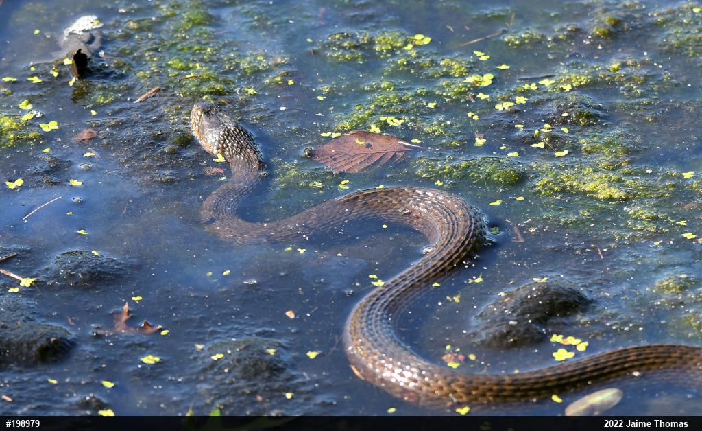 Northern Watersnake