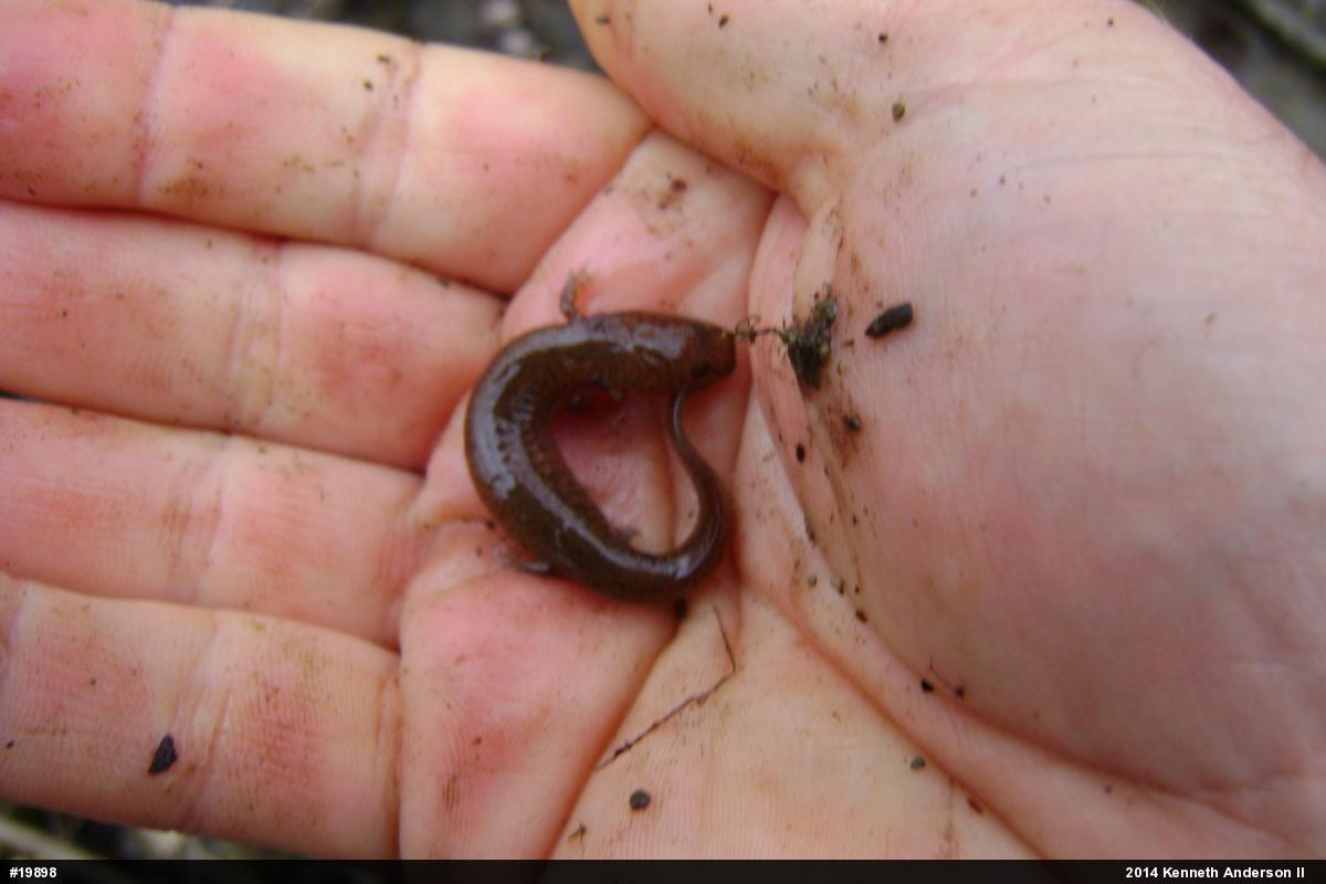 Northern Spring Salamander