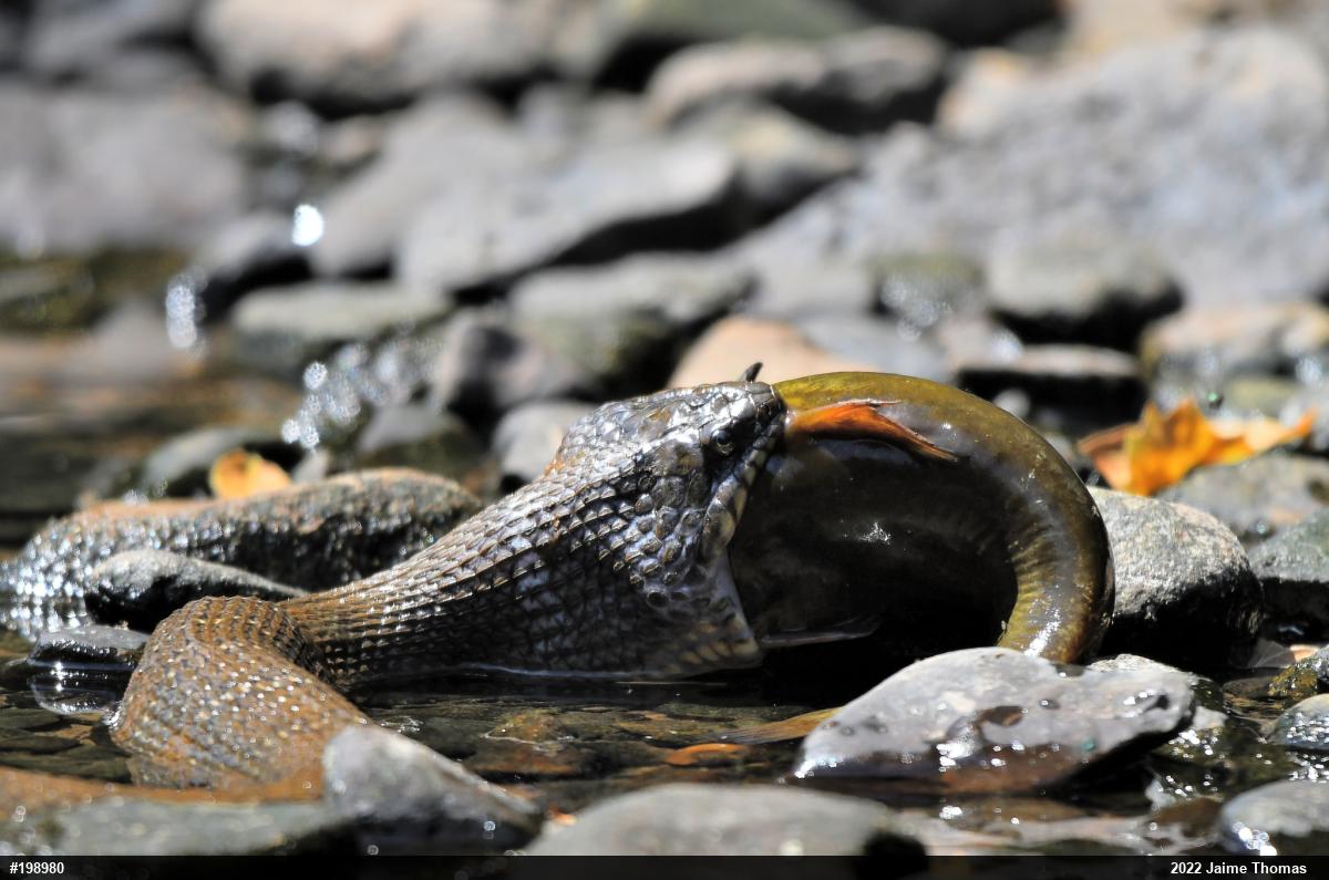Northern Watersnake