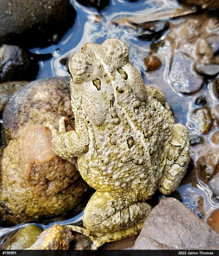 Fowler's Toad