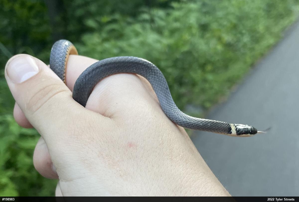 Northern Ring-necked Snake