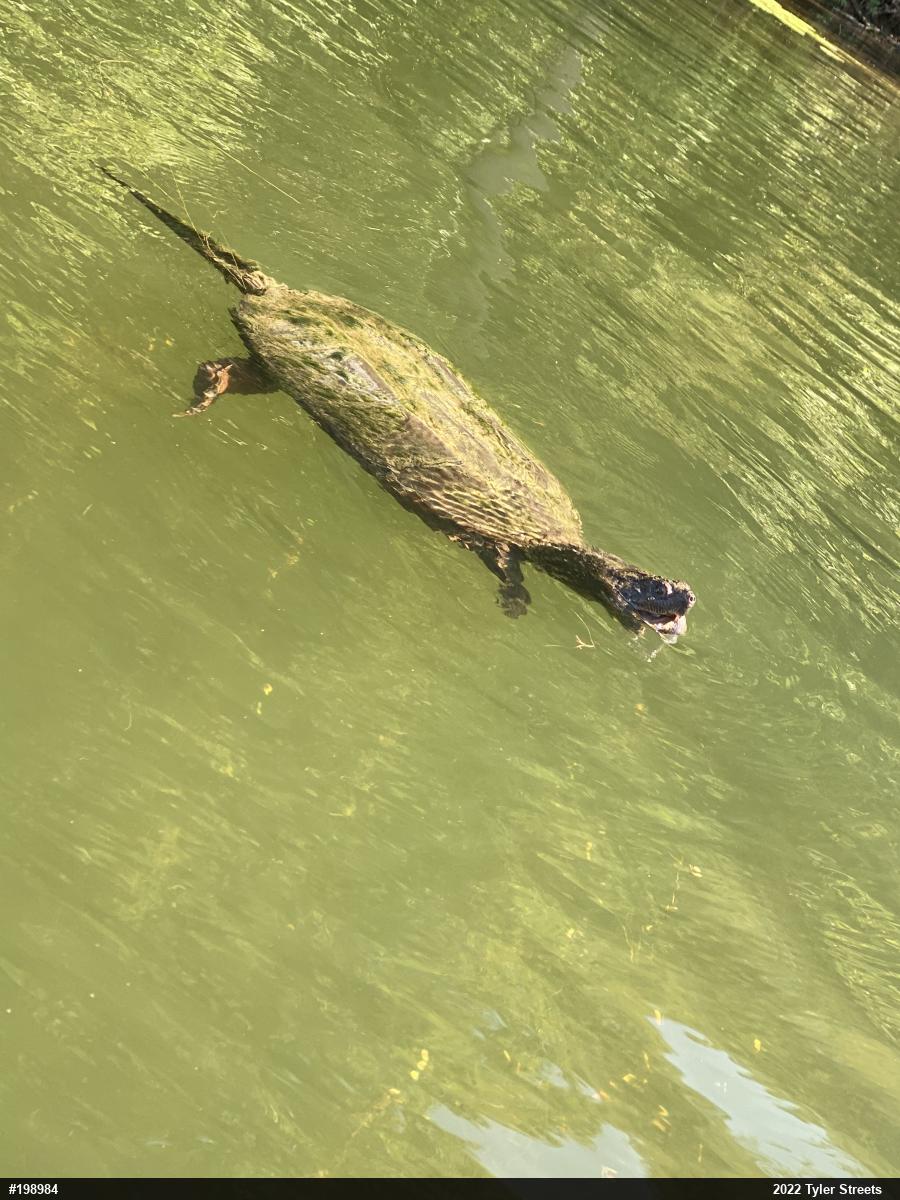 Snapping Turtle