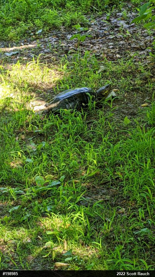 Snapping Turtle