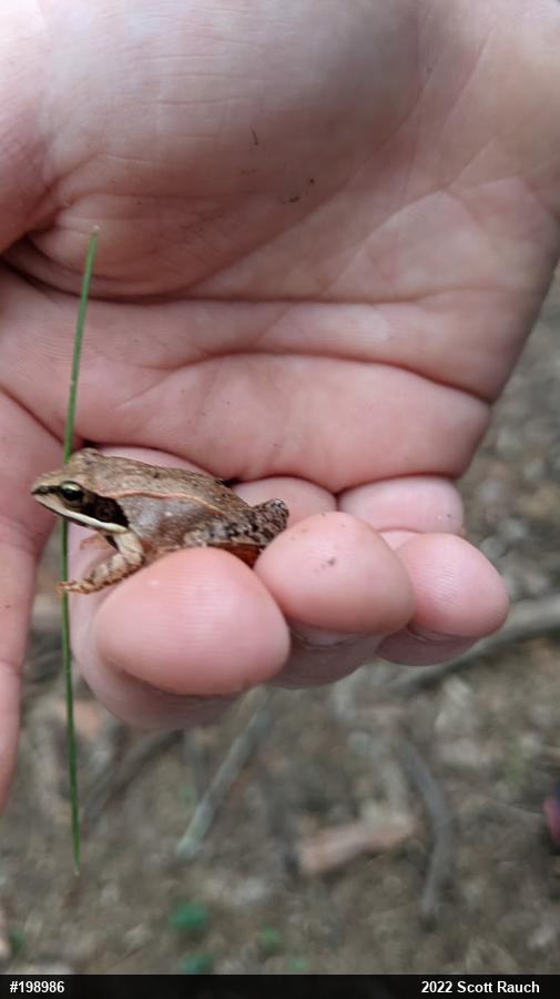 Wood Frog