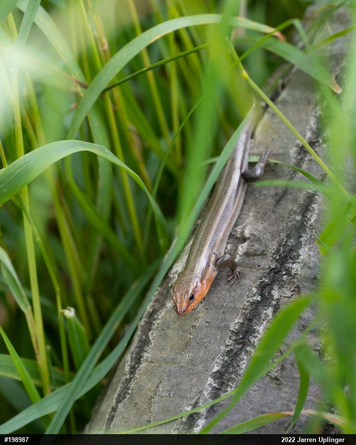 Common Five-lined Skink