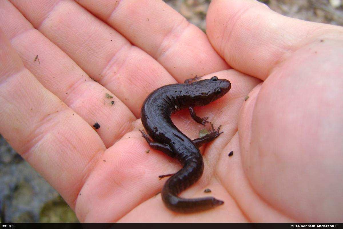 Allegheny Mountain Dusky Salamander