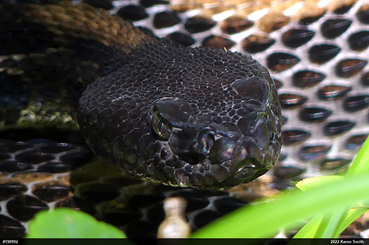 Timber Rattlesnake