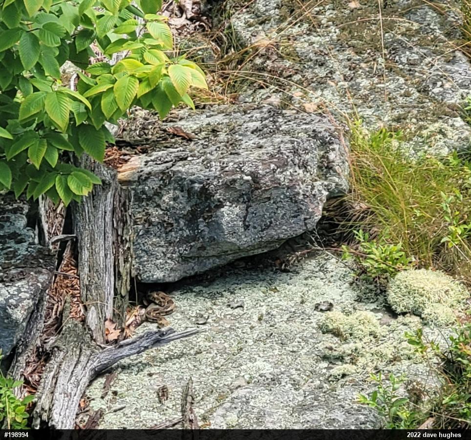 Timber Rattlesnake