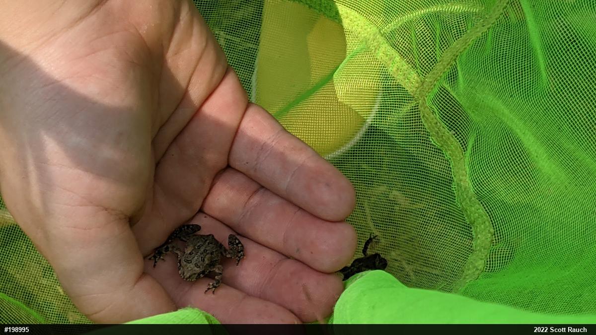 True Toads