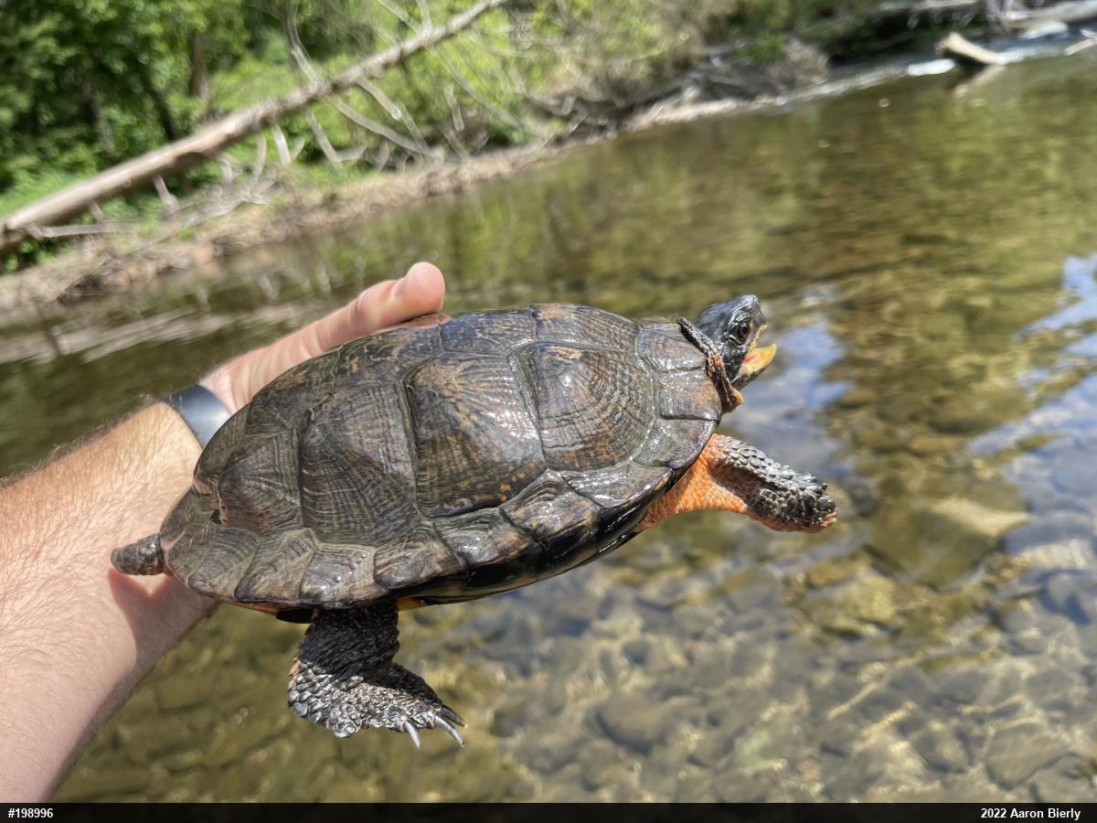 Wood Turtle